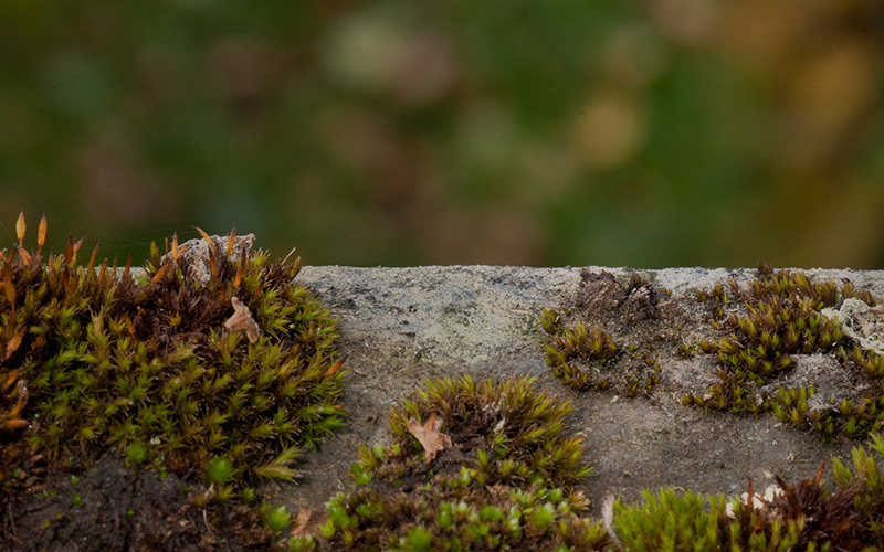 moss growth