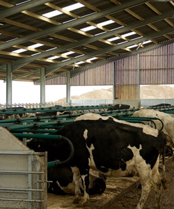 dairy_and_beef_case_study.jpg