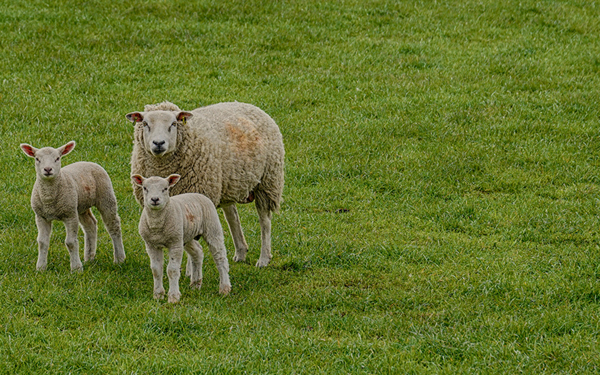 sheep farm